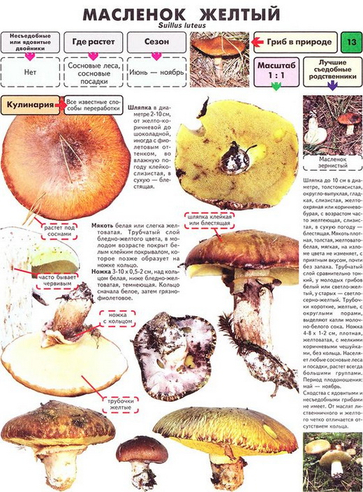 Описание вида масленок светло-желтый