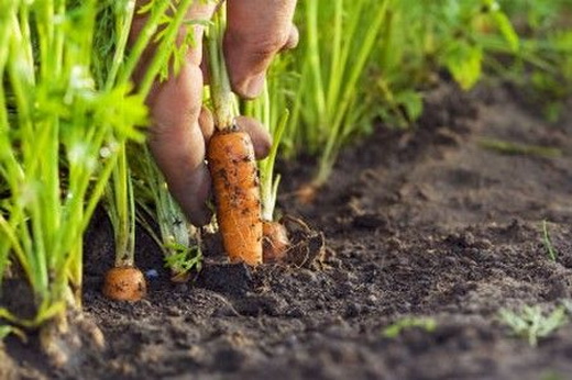 Прореживание всходов моркови