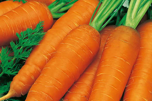 Сорт моркови витаминная