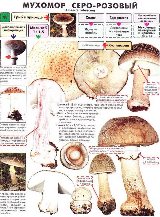 Описание мухомора серо-розового