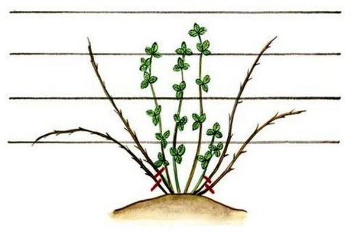 Обрезка куста ежевики в первый год