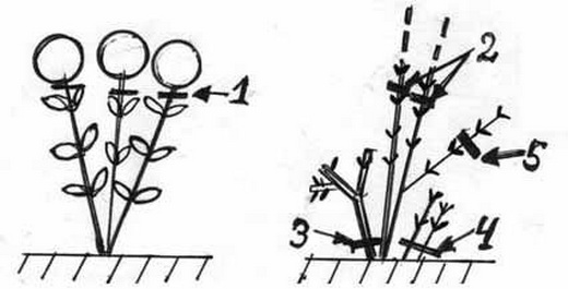 Обрезка древовидной гортензии для новичков