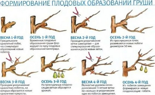 Схема обрезки грушевого дерева