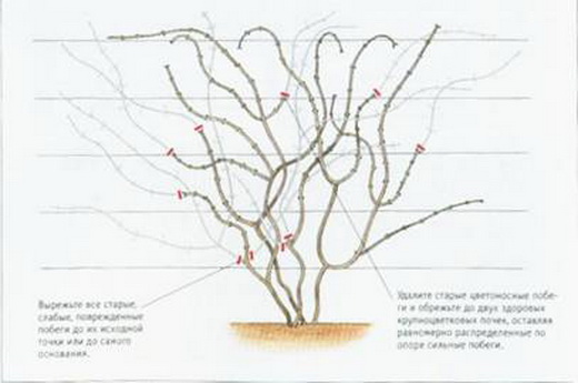 Обрезка куста клематиса на зиму
