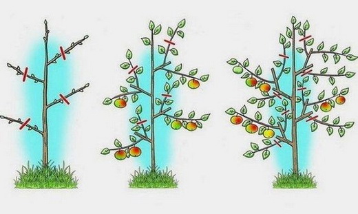 Как обрезать колоновидную яблоню для ветвистости