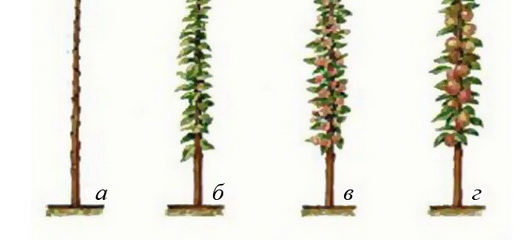 Схема обрезки колоновидной яблони