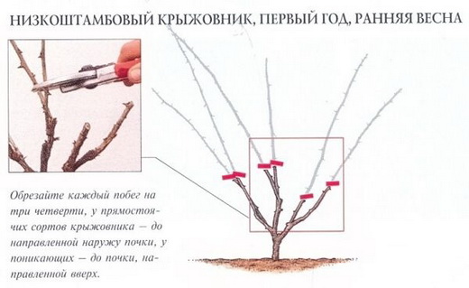 Обрезка крыжовника весной