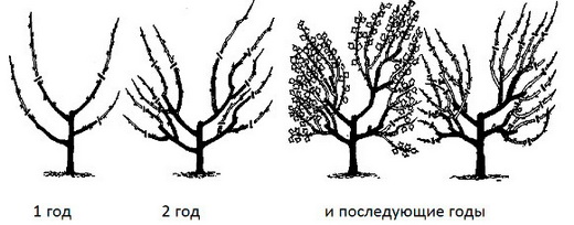 Этапы обрезки крыжовника по годам