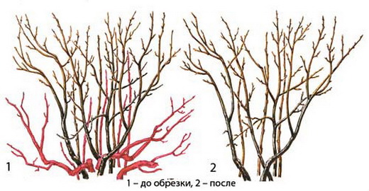 Схема обрезки красной смородины