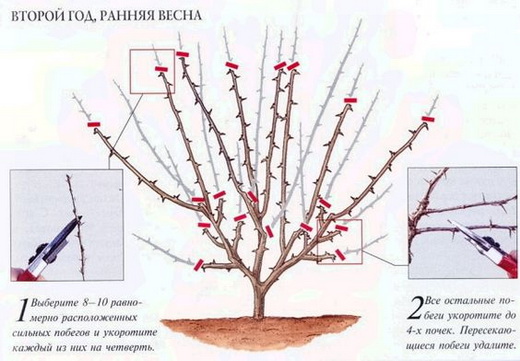 Схема обрезки кустарника крыжовника