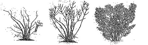 Схема обрезки красивоцветущих кустарников