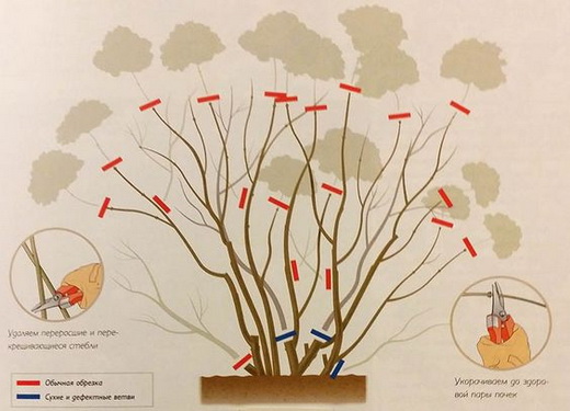 Схема обрезки кустарника гортензии