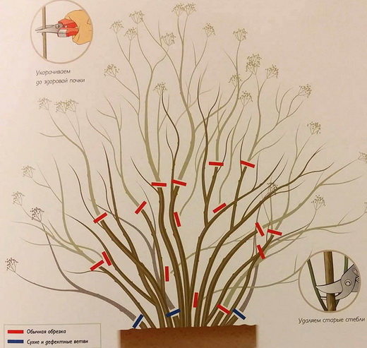 Обрезка спиреи весной