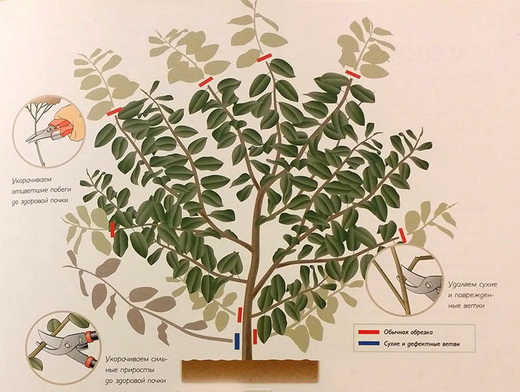Обрезка магнолии для начинающих