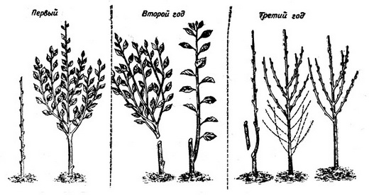 Схема обрезки молодых яблонь по годам