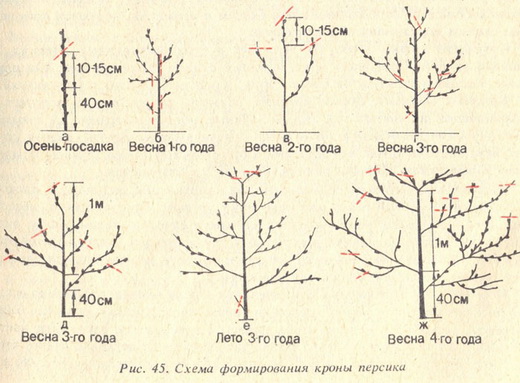 Схема обрезки персика для начинающих