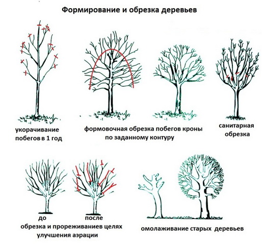 Схемы обрезки плодовых деревьев