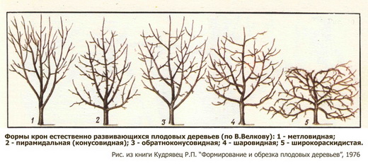 Формы крон при обрезке деревьев