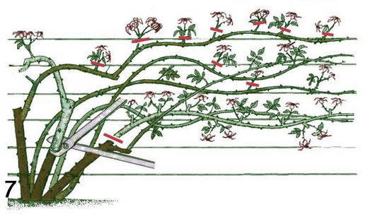 Обрезка для густоты куста роз