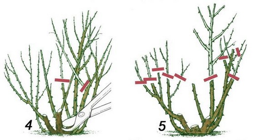 Основы обрезки роз