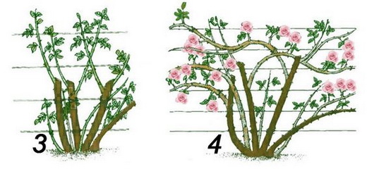 Обрезка для прореживания куста роз