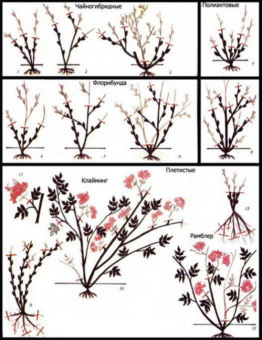 Схемы обрезки разных сортов роз