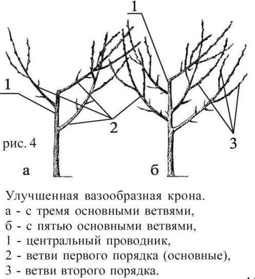 Вазообразная схема обрезки сливы