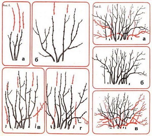 Обрезка черенком смородины по годам