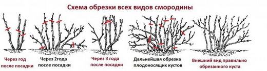 Обрезка всех видов смородины по годам