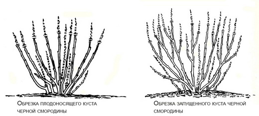 Обрезка взрослого куста смородины