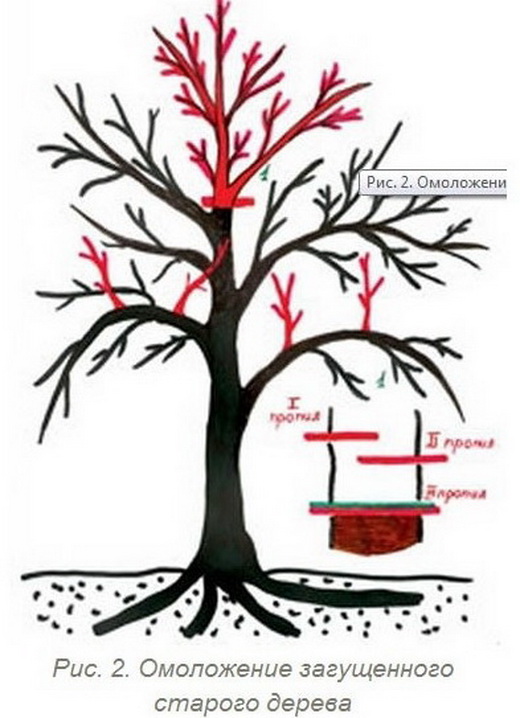 Обрезка запущенной яблони. Как правильно обрезать яблоню весной старую схема. Омолаживающая обрезка яблони весной схема. Схема омолаживающей обрезки яблони. Омолаживание старой яблони весной.