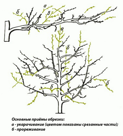 Методы обрезки старых яблонь