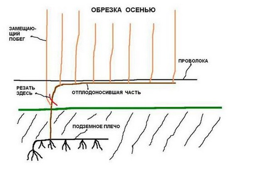 Обрезка винограда осенью