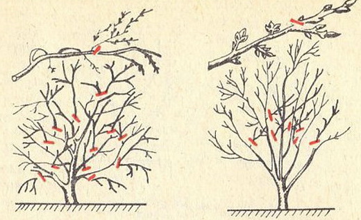 Схема обрезки вишни осенью