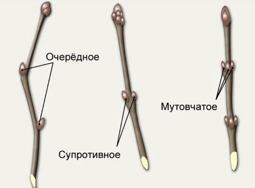 Побеги с очередными почками