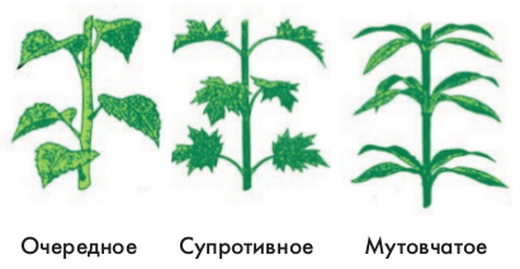 Побеги с супротивными почками