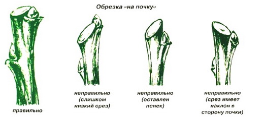 Правильный срез возле почки