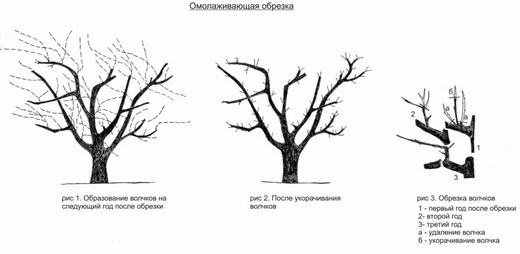 Омолаживающая обрезка растений осенью