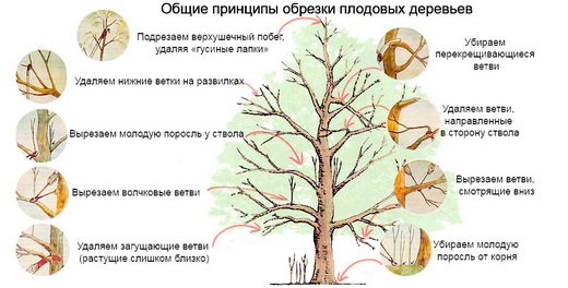 Принципы омолаживающей обрезки плодовых деревьев