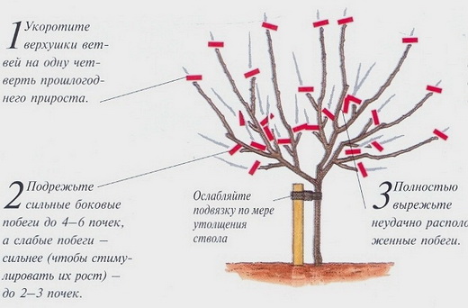 Правила омолаживающей обрезки кроны деревьев