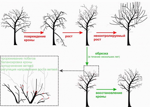 Восстановление формы дерева обрезкой