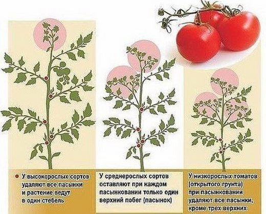 Пасынкование разных сортов поимдоров