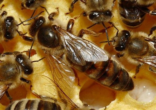 Кормление пчел с рамки
