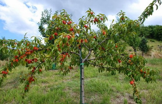 Здоровое персиковое дерево