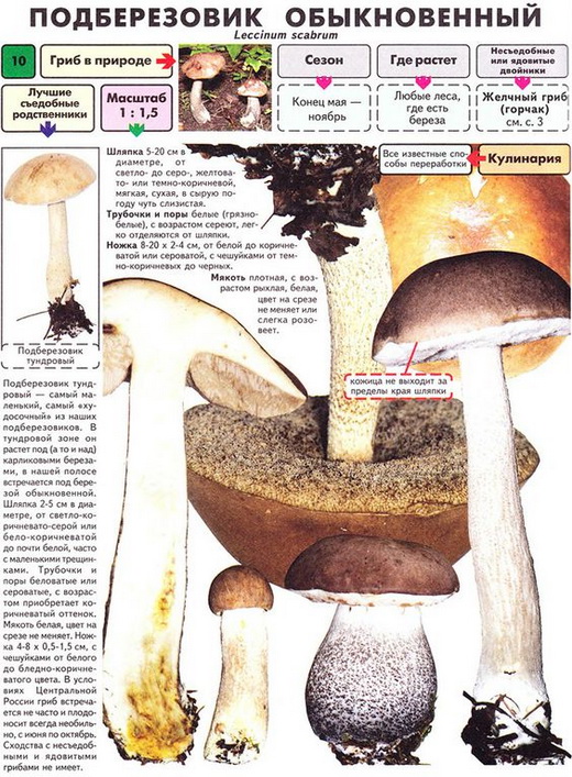 Описание подберезовика обыкновенного