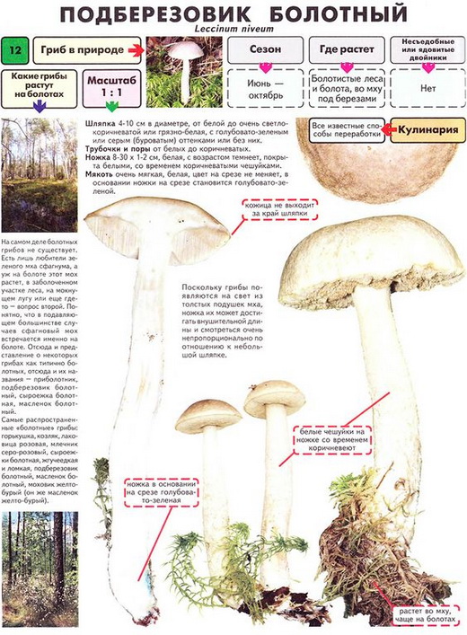 Описание подберезовика болотного