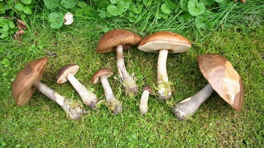 Описание подберезовика Leccinum scabrum Fr.