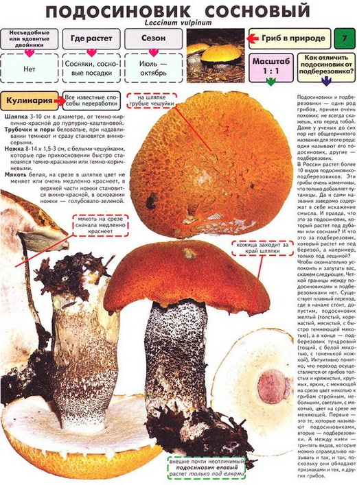 Описание подосиновика соснового