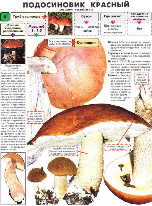 Описание подосиновика красного