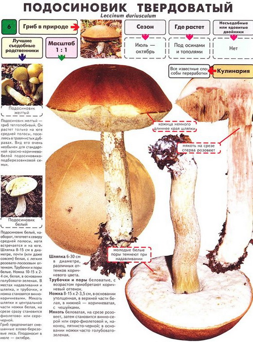 Описание подосиновика твердоватого